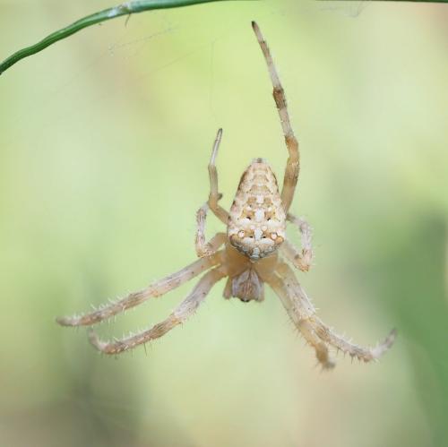 Araneus diadematus